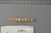 Click for 1 image(s) for this accession. Spike